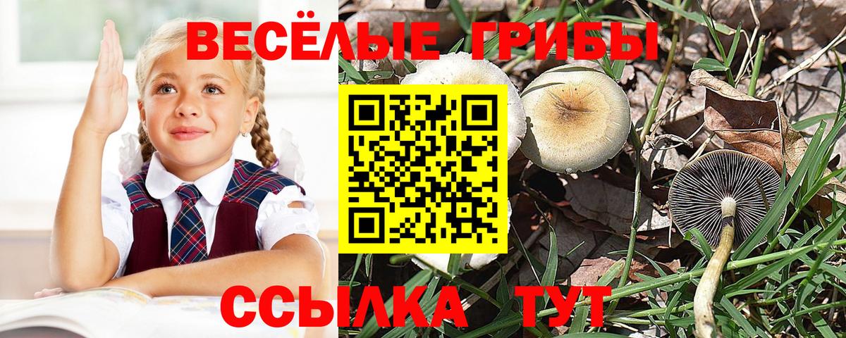 Псилоцибиновые грибы Psilocybe Брянск